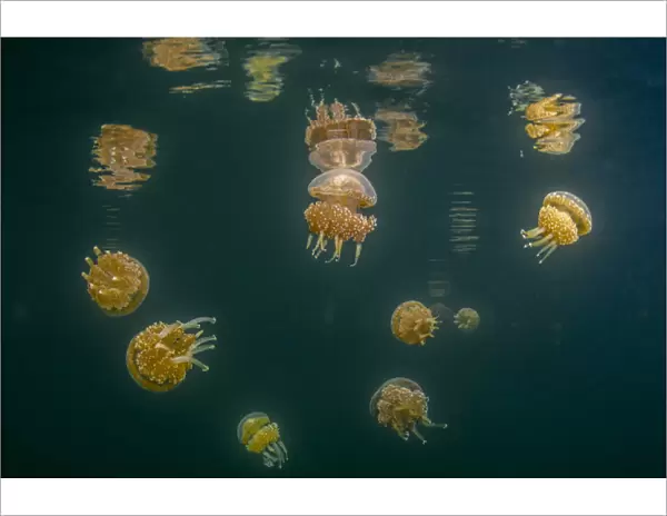 Indonesia, West Papua, Raja Ampat. Tomolol jellyfish float in lake