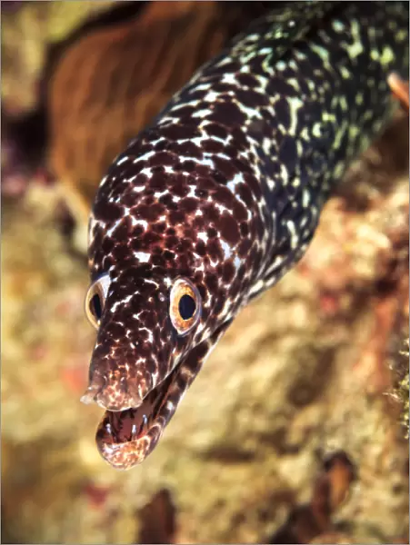 Spotted moray eel portrait, off Bonaire, N. A