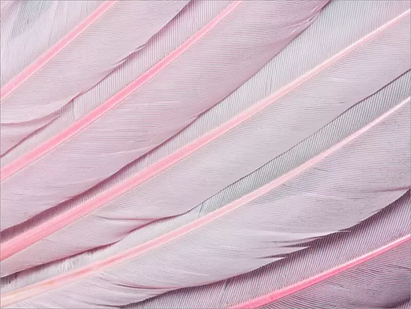 Pink wing feathers of Roseate Spoonbill