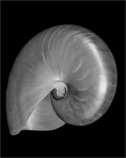 USA Nautilus Oblique