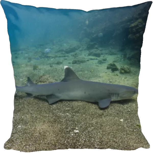 White-tipped Reef Shark (Triaenodon obesus) ECUADOR. South America