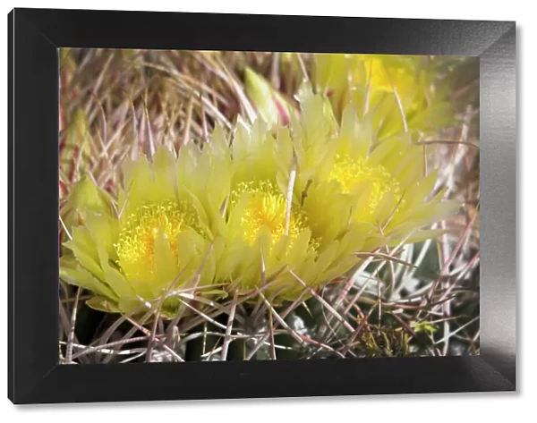 USA, California, Palm Springs, Indian Canyons. Yellow barrel cactus flowers