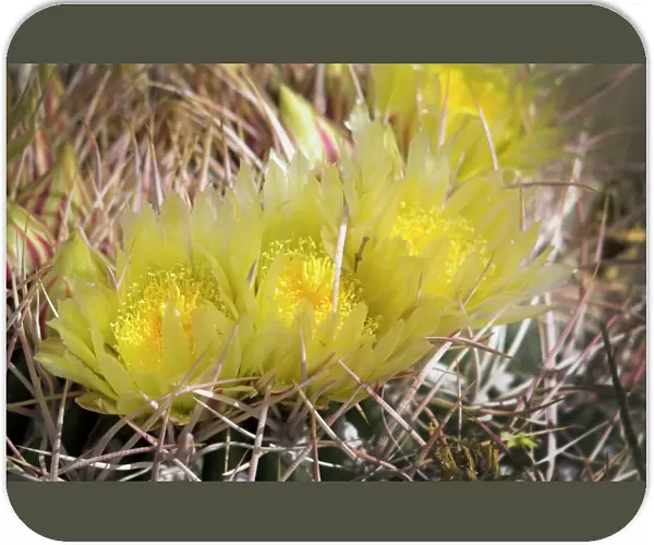 USA, California, Palm Springs, Indian Canyons. Yellow barrel cactus flowers