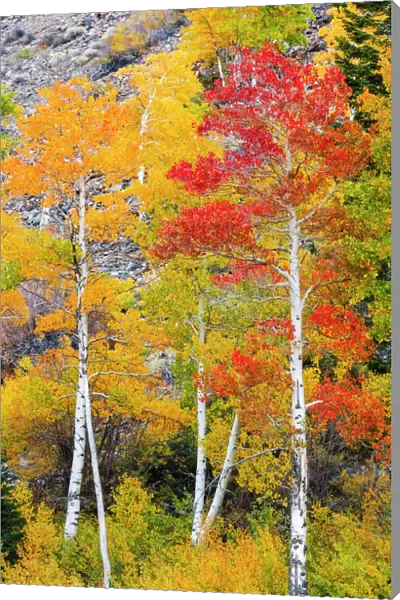 Fall color in Lundy Canyon, Inyo National Forest, Sierra Nevada Mountains, California