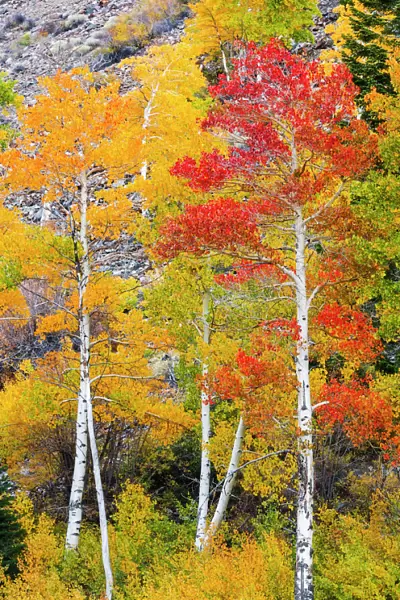 Fall color in Lundy Canyon, Inyo National Forest, Sierra Nevada Mountains, California