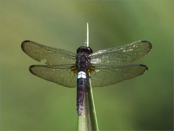 White-spot dragonfly, Odzala - Kokoua National Park, Republic of Congo (Congo - Brazzaville)