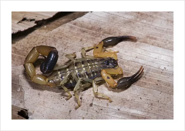 Scorpion, Odzala - Kokoua National Park, Republic of Congo (Congo - Brazzaville), AFRICA
