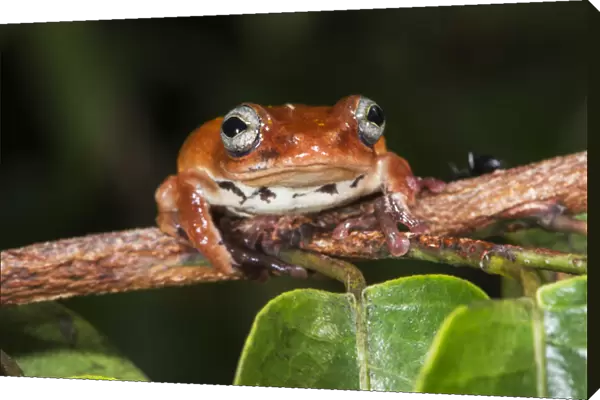 Tree frog, Lango Bai, Republic of Congo (Congo - Brazzaville), AFRICA