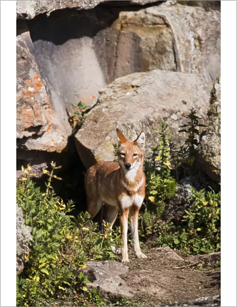 Ethiopian Wolf (Canis simensis) at den in the Bale Mountains National Park