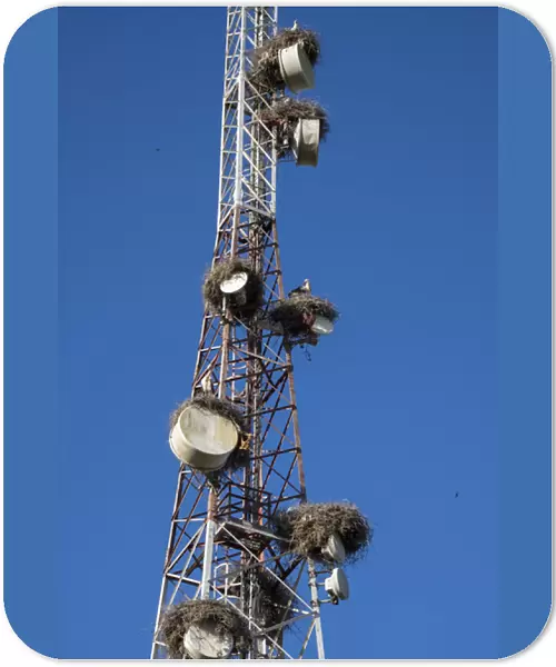 Africa, Morocco. Stork nests on communication tower