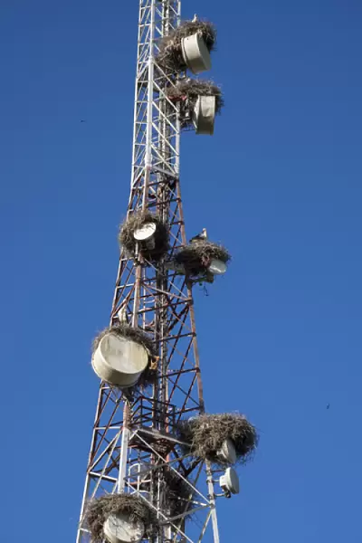 Africa, Morocco. Stork nests on communication tower