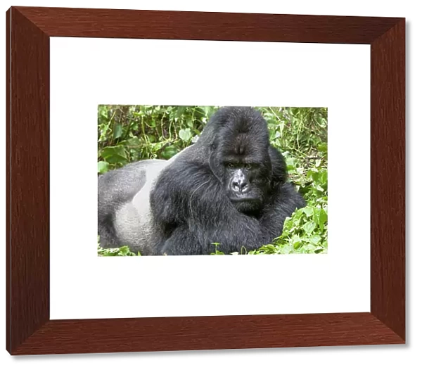 Africa, Rwanda, Volcanoes National Park, mountain gorilla, Gorilla beringei beringei
