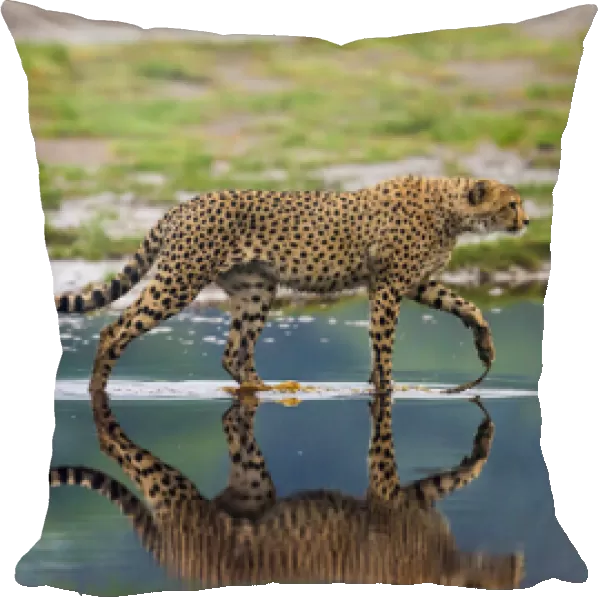 Africa. Tanzania. Cheetahs (Acinonyx jubatus) cross some water at Ndutu in Serengeti NP