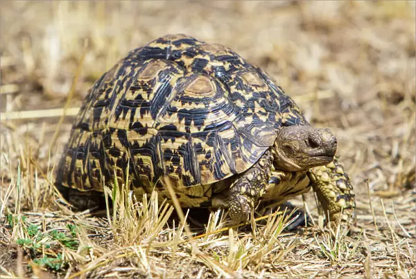 Africa. Tanzania. Leopard tortoise (Stigmochelys pardalis) in Serengeti NP
