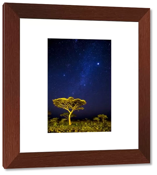 Africa. Tanzania. Stars of the Milky Way illuminate the night sky at Ndutu in Serengetti
