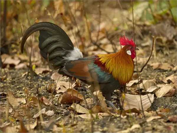 Asia, India, Kanha National Park, Madhya Pradesh, Red junglefowl, Gallus gallus, male