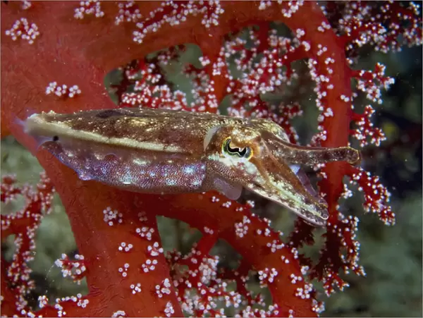 Indonesia, New Guinea Island, Raja Ampat. Close-up of cuttlefish amid corals. Credit as