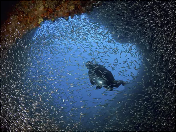 Indonesia, Papua, Raja Ampat. Schooling baitfish and diver at cave entrance. Credit as