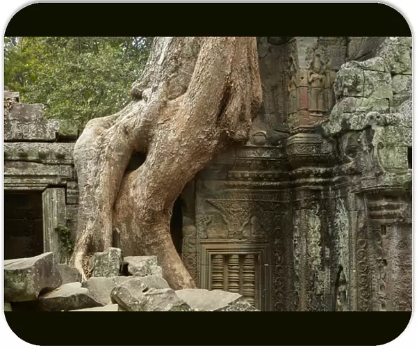 Tree roots growing over Ta Prohm temple ruins (12th century), Angkor World Heritage Site