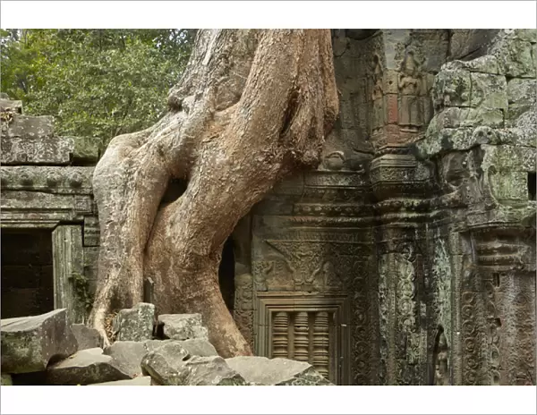 Tree roots growing over Ta Prohm temple ruins (12th century), Angkor World Heritage Site