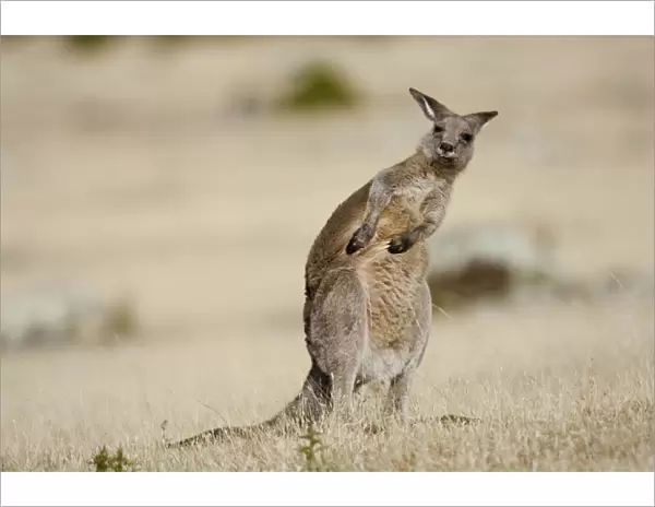 Eastern Grey Kangaroo or Forester Kangaroo (Macropus giganteus), portrait while doing scratching