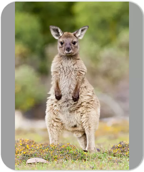 Western grey kangaroo (Macropus fuliginosus), on Kangaroo Island in the Flinders