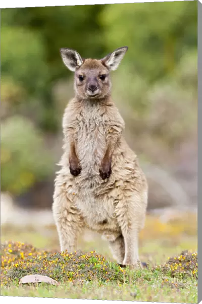 Western grey kangaroo (Macropus fuliginosus), on Kangaroo Island in the Flinders