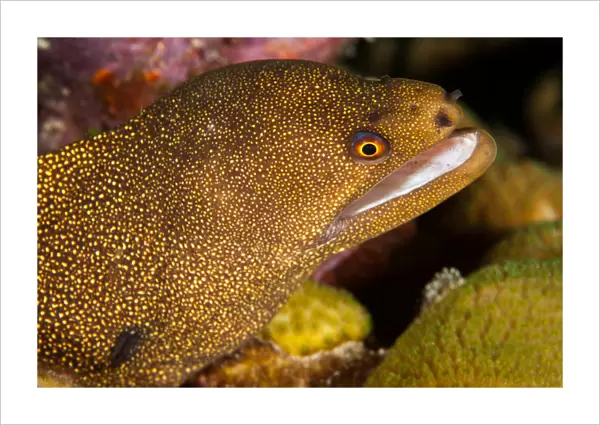 Night dive photograph of Goldentail Eel off Bonaire