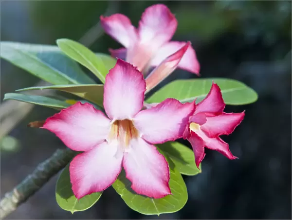 USA, USVI, St John. Exotic, tropical blooms of Cryptostegia grandiflora were introduced