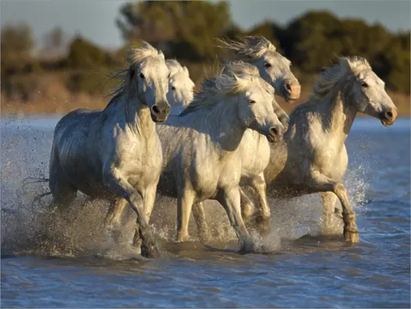 Europe, France, Provence. White Camargue horses running in water