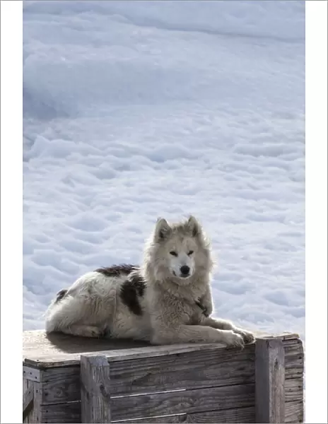 Greenland, Disko Bay, Ilulissat, Greenland Sled Dogs, canis lupis familiaris