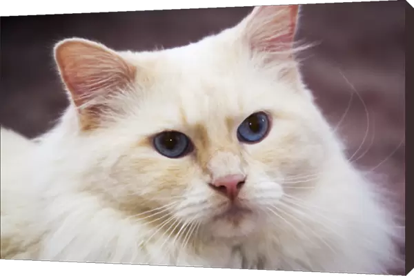 Purebred Rag Doll Cat, Flame Point