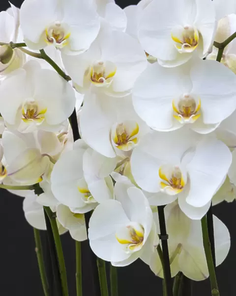 White orchid blooms
