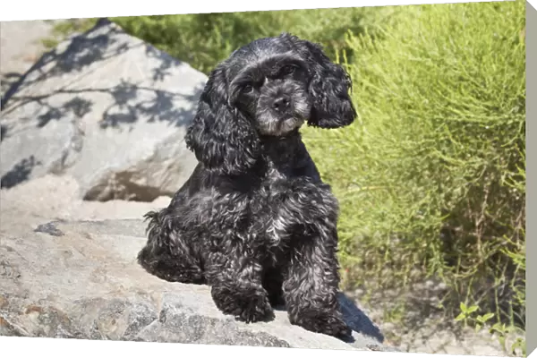 A black Cockapoo dog sitting on some boulders
