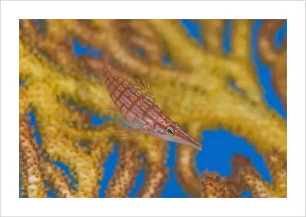 South Pacific, Solomon Islands. A hawkfish swims above a sea fan