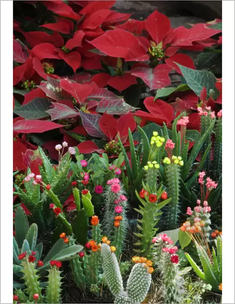 Mexico, San Miguel de Allende, Christmas poinsettias with flowering cactus in market