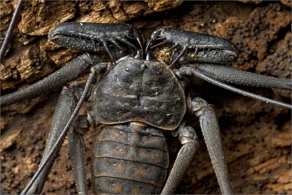 Whip Spider Or Tailess Whip Scorpion, Costa Rica, Central America