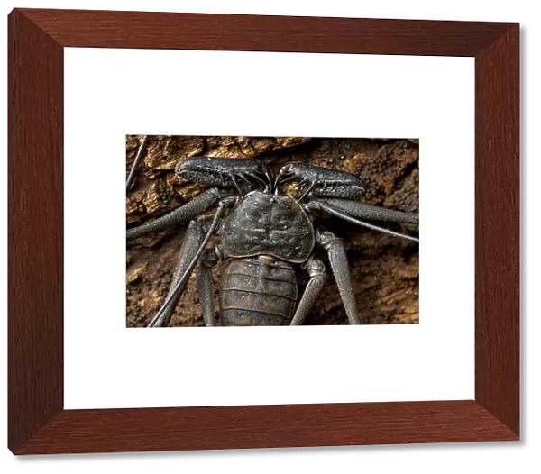 Whip Spider Or Tailess Whip Scorpion, Costa Rica, Central America