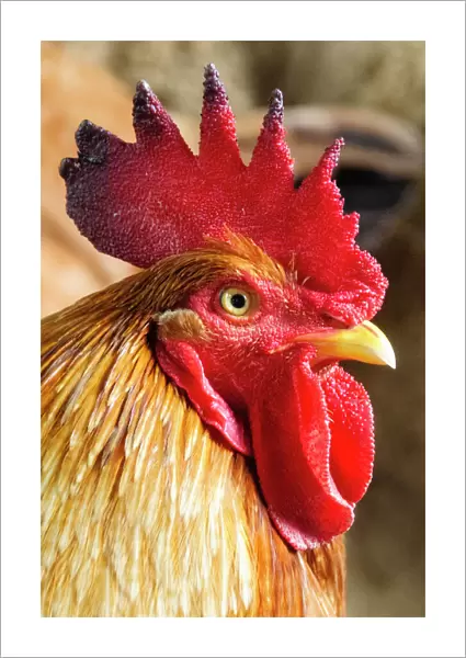 Colombia, Minca. Domestic rooster, closeup
