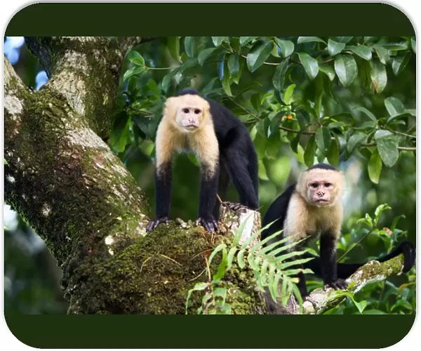 Capuchin Monkeys, Punta Banco, Costa Rica