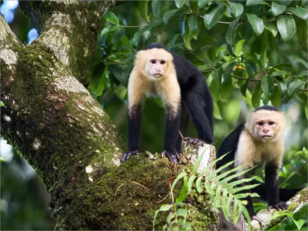Capuchin Monkeys, Punta Banco, Costa Rica