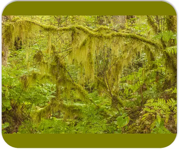 USA, Alaska, Tongass National Forest. Moss-covered tree limbs in Anan Creek. Credit as
