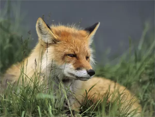 USA, Alaska, Red Fox, Denali National Park