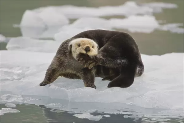 A sea otter rests on a small iceberg and chews on his hind foot near the tidewater