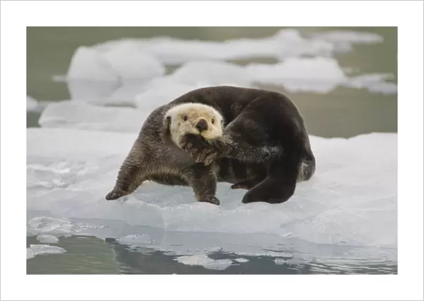 A sea otter rests on a small iceberg and chews on his hind foot near the tidewater