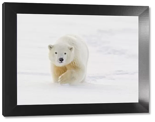 A yearling polar bear cub plays in the snow on the edge of the Beaufort Sea, in ANWR