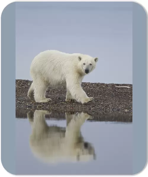 USA, Alaska. Wet polar bear walking along rocky shore in Denali National Park