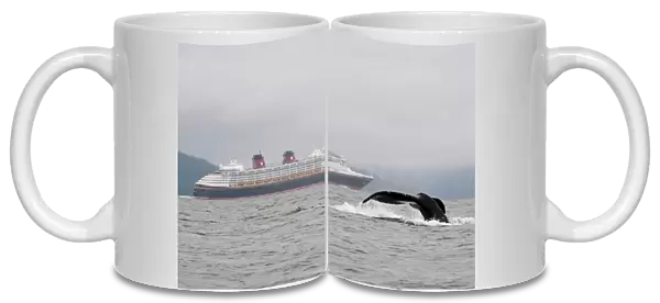 USA, AK, Inside Passage. Humpback Whale (Megaptera novaeangliae) dives with Disney