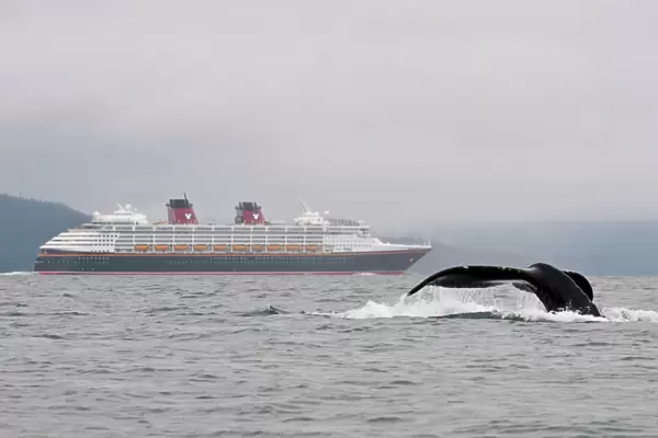 USA, AK, Inside Passage. Humpback Whale (Megaptera novaeangliae) dives with Disney