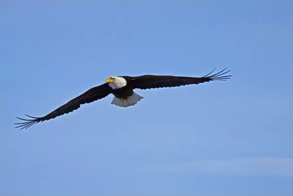 North America; USA; Alaska; Homer; Eagle in Flight